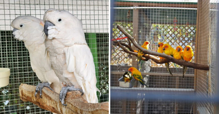 Rescued Parrots Find A Place To Thrive At This Nevada Sanctuary