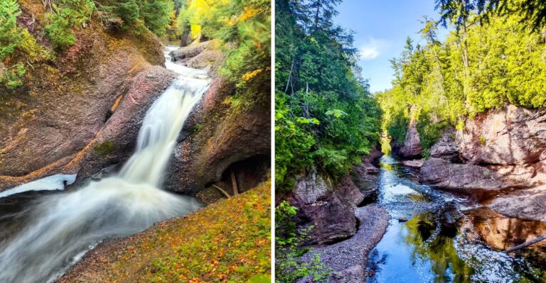 This Michigan Forest Ranks Among The Best Places To Spot Wild Black Bears This Fall