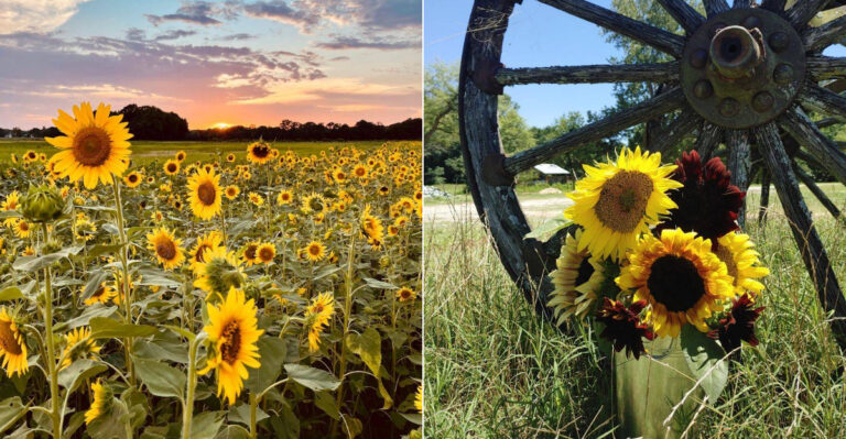 9 North Carolina Sunflower Fields That Are Almost Too Pretty To Miss This Year