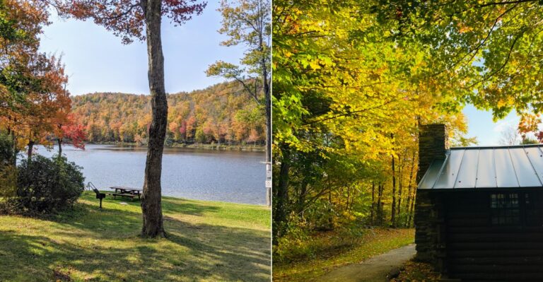 This Massachusetts Forest Is A Beautiful Place To Spot Wild Moose This Fall