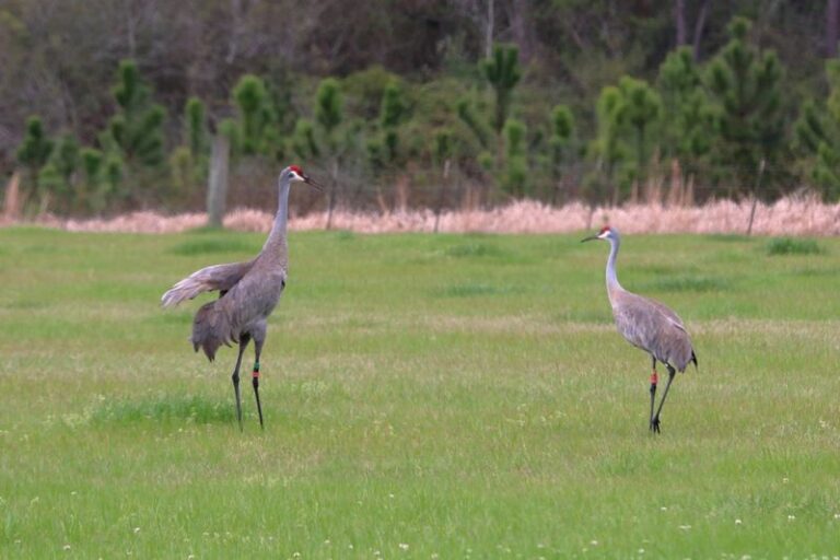 This Free Mississippi Refuge Off I-10 Is Bringing Back A Crane Found Nowhere Else On Earth