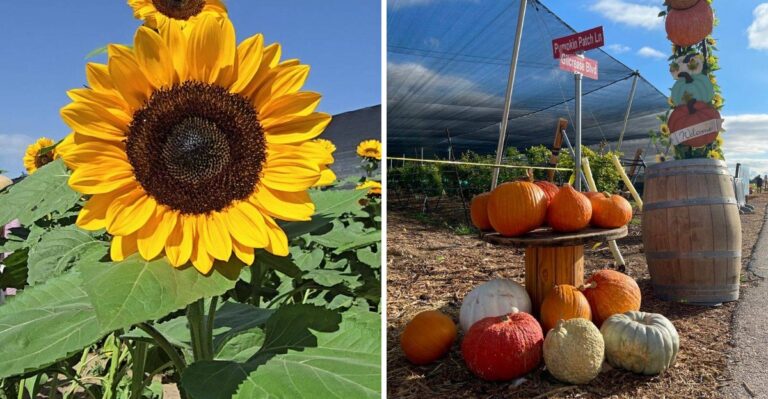 A Giant Maze, Sunflowers, And Pumpkins Make This Nevada Farm Pure Fall Magic
