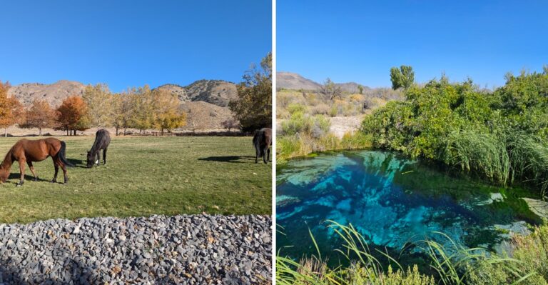 Where To Spot Wild Horses And Desert Wildlife On Nevada Trails This Fall
