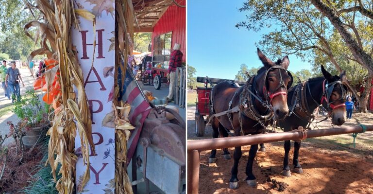 Mississippi Pecan Festival Brings Over 250 Vendors Together For A Weekend Of Food, Shopping And Fun