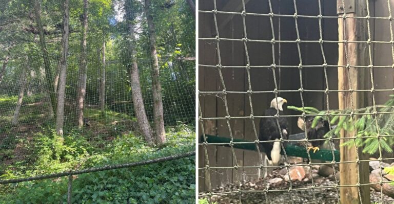 Rescued Bald Eagles Live In An Open-Air Tennessee Sanctuary Where Families Watch Up Close