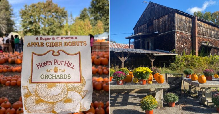 We Ranked 9 Massachusetts Cider Donut Shops From Tasty To Totally Irresistible