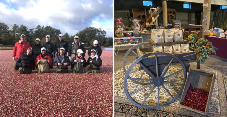 This Working Massachusetts Cranberry Bog Offers A Fall Experience You Will Not Find Everywhere