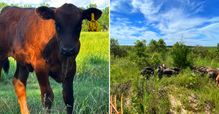 7 Mississippi Farms Where You Fill Your Freezer With Beef And Pork Raised Down The Road