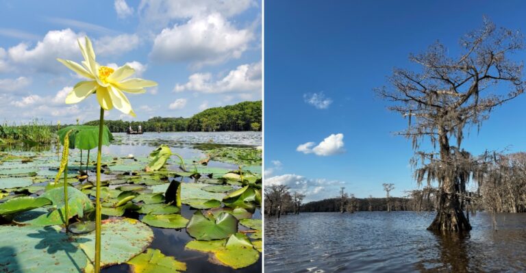 This Louisiana Lake Is Worth The Road Trip If You Dare Its Snake-Filled Waters