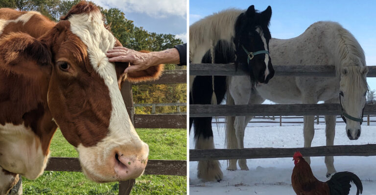 The 9 New York Animal Sanctuaries Where You Can Spend A Day With Rescued Animals