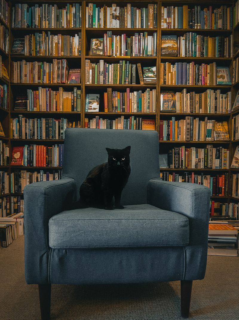 The Dusty Bookshelf - Lawrence