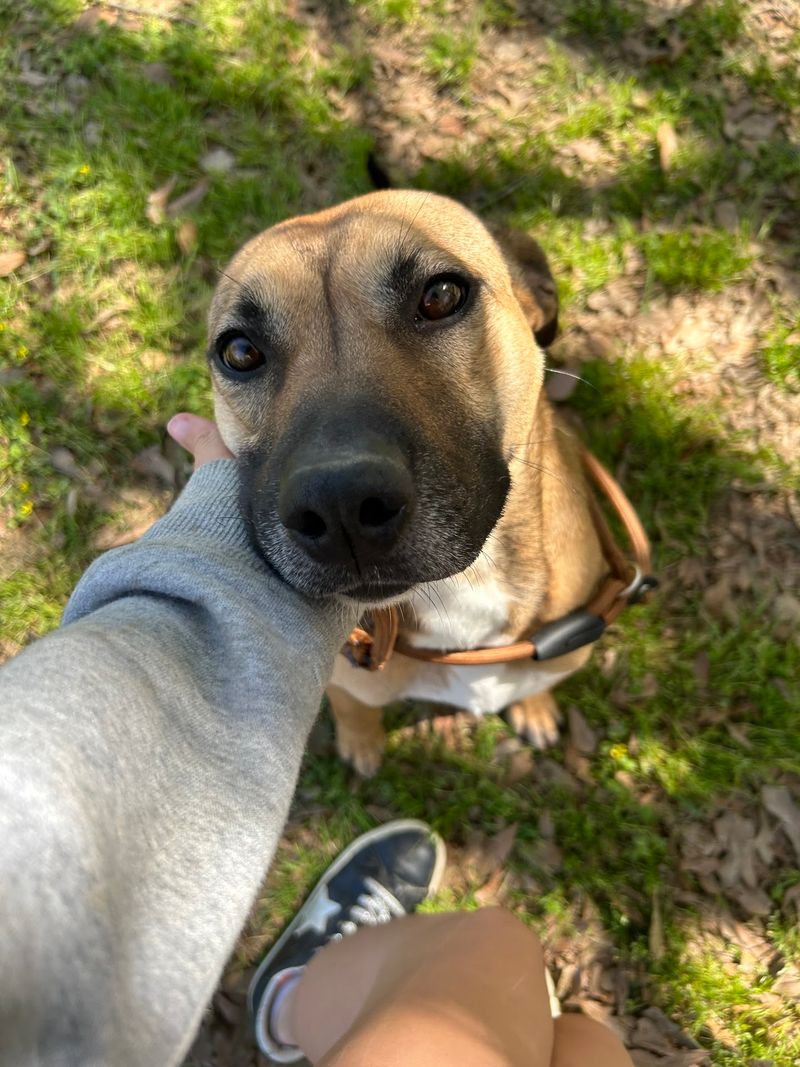 Webster Animal Shelter, Madison, MS