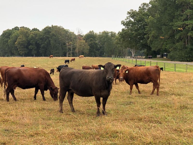 Tennessee Grass Fed