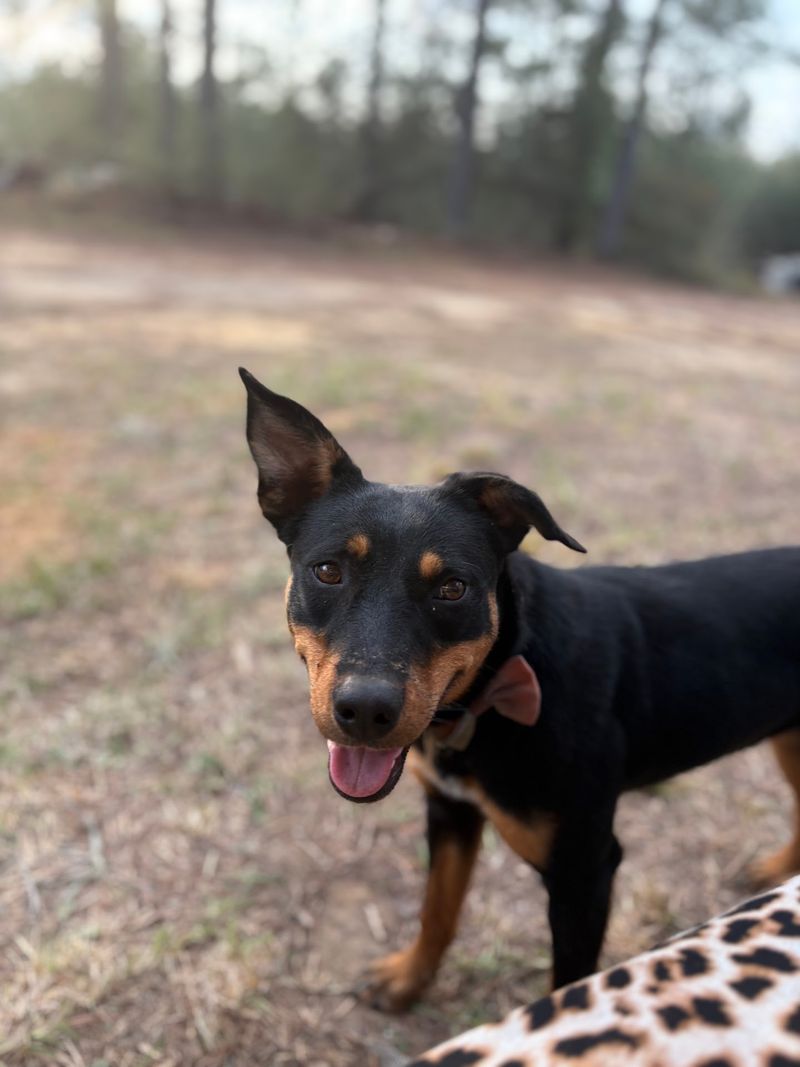 Southern Pines Animal Shelter
