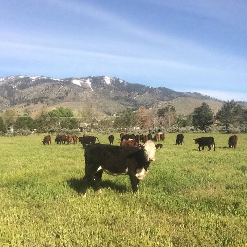 Eagle Valley Livestock