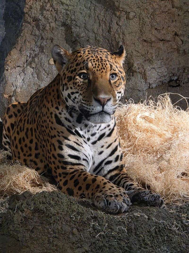 Boo At The Zoo