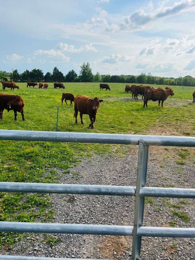 Crossing Creeks Farm