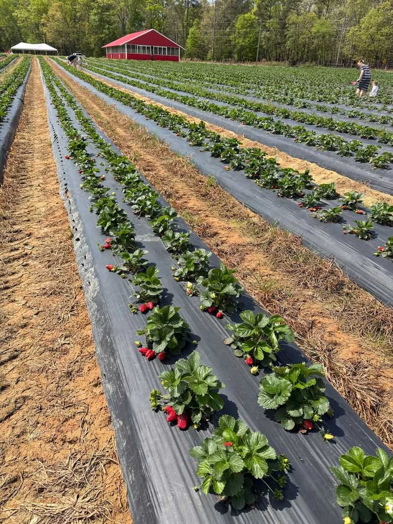 Washington Farms