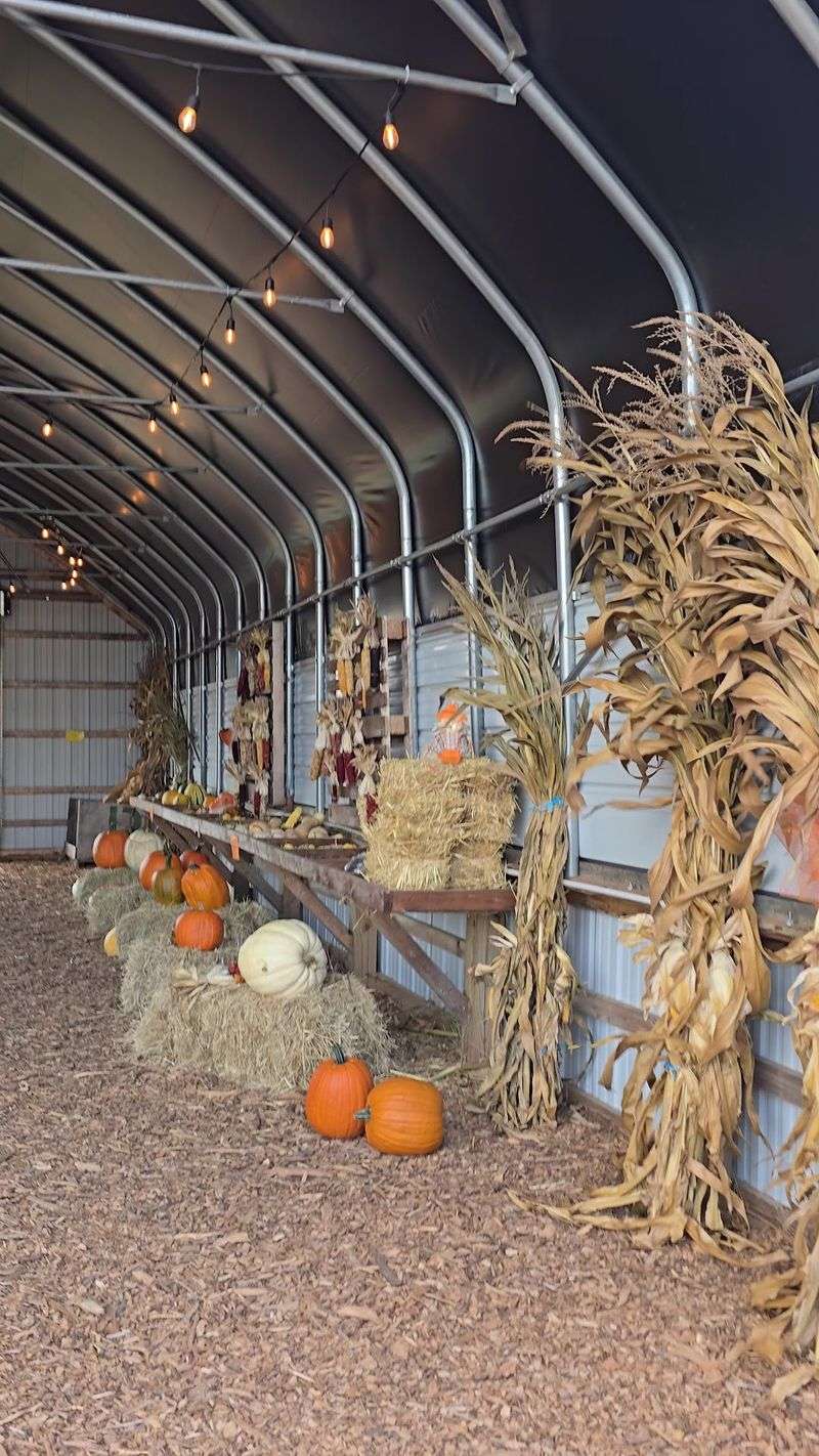 Olszanowski Farm Corn Maze & Pumpkin Patch