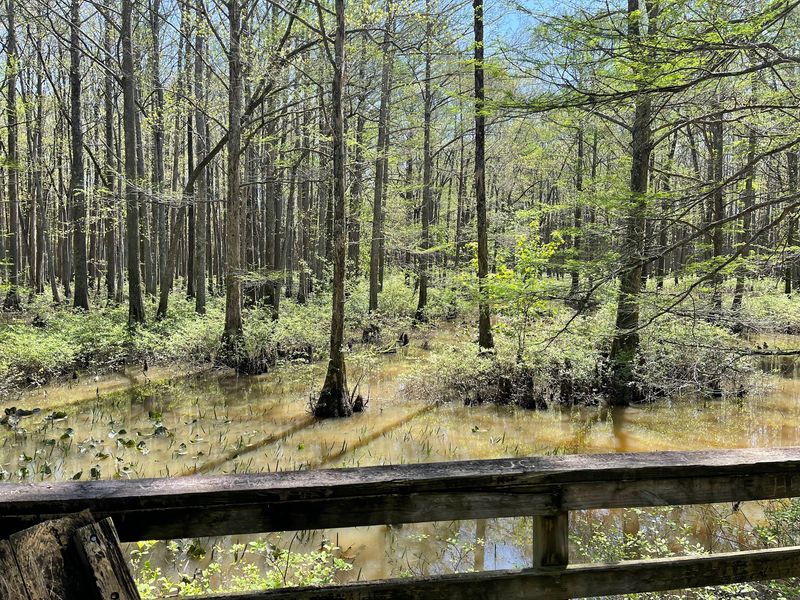 Cypress Knees And Swollen Tupelo Trunks