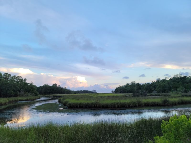 Live Oaks, Pines, And A Saltwater Marsh