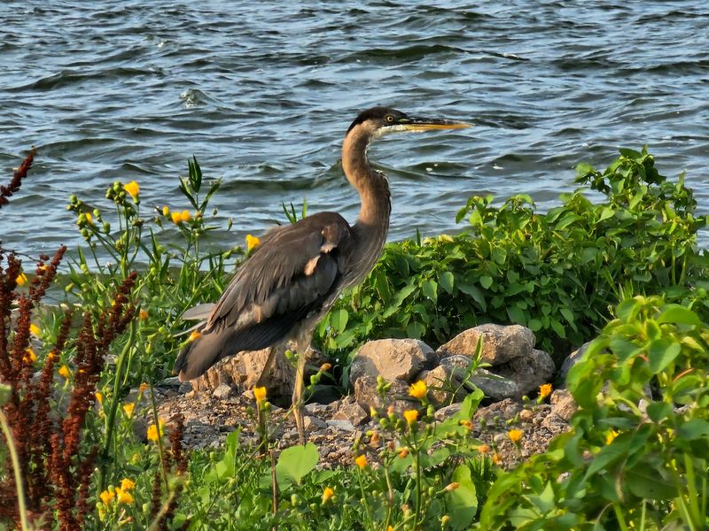 Island Preserves Where The Birds Get Priority