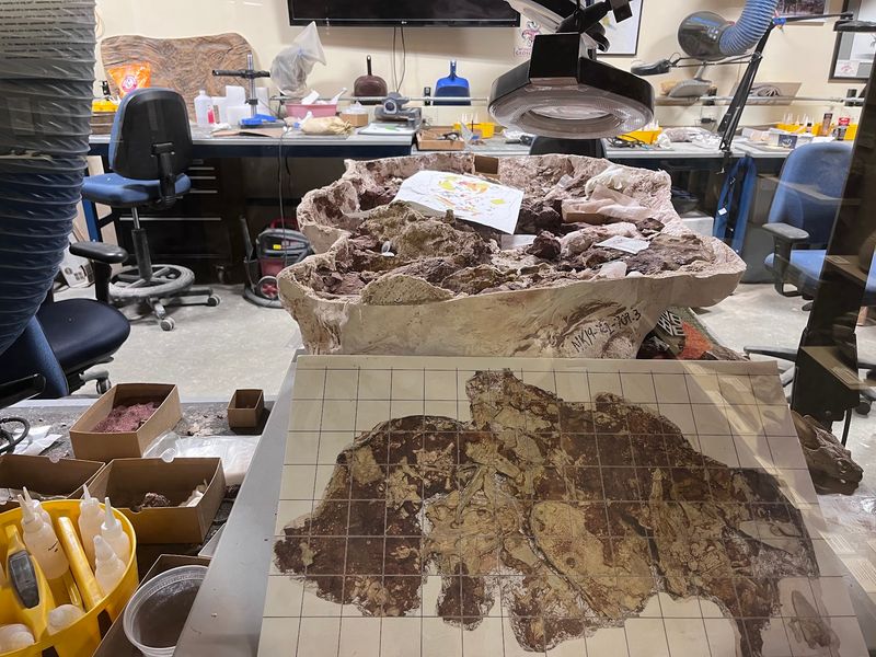 Peek Behind The Glass Where Fossils Get Their Makeover