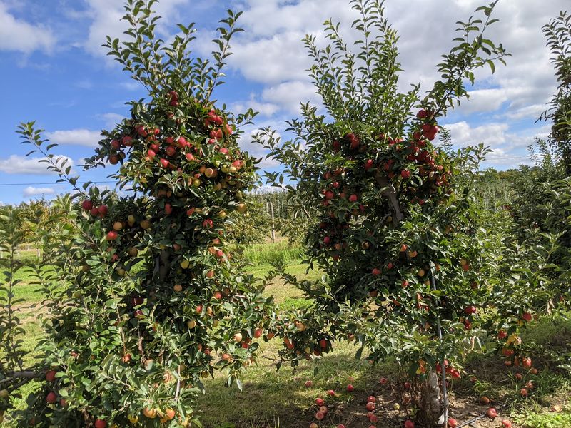 Meet Boehm Farm In Climax