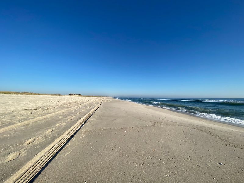 Beach Day Comforts And Furry Friend Fun