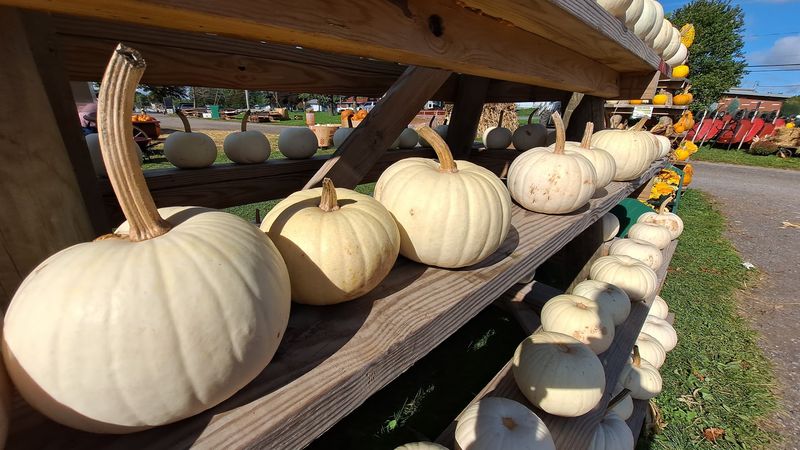 Zillions Of Pumpkins To Choose From