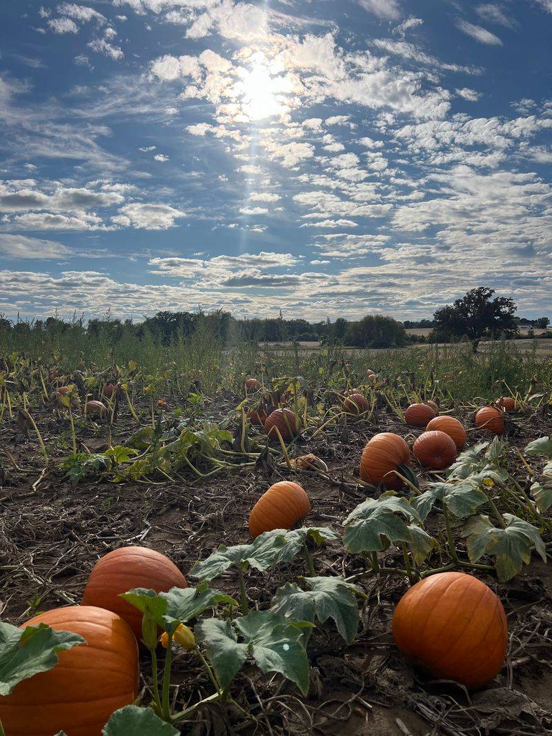 Pick Your Pumpkin Straight Off The Vine