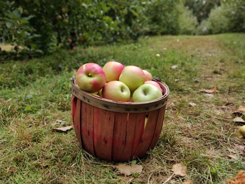 Picking Your Way Through The Rows