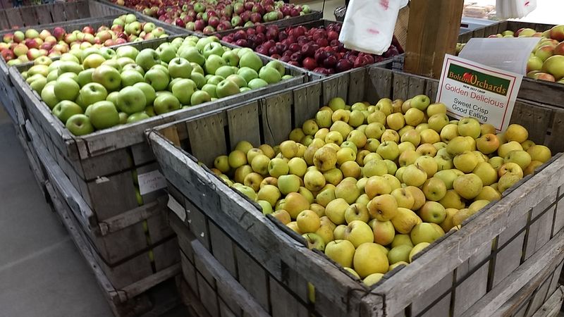 Bins Bursting With Crunchy Apples