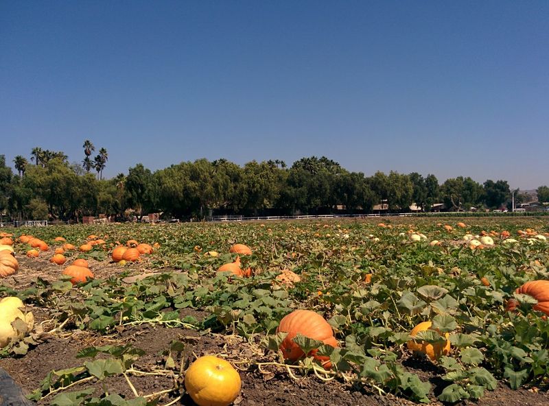 Pumpkins In Every Shape And Shade