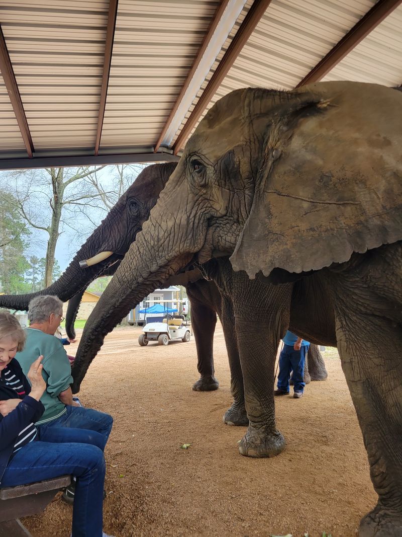 Elephant Paintings Make The Coolest Souvenir Ever