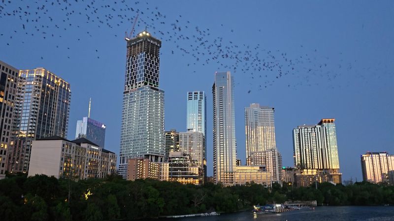 Meet The Mexican Free-Tailed Bats