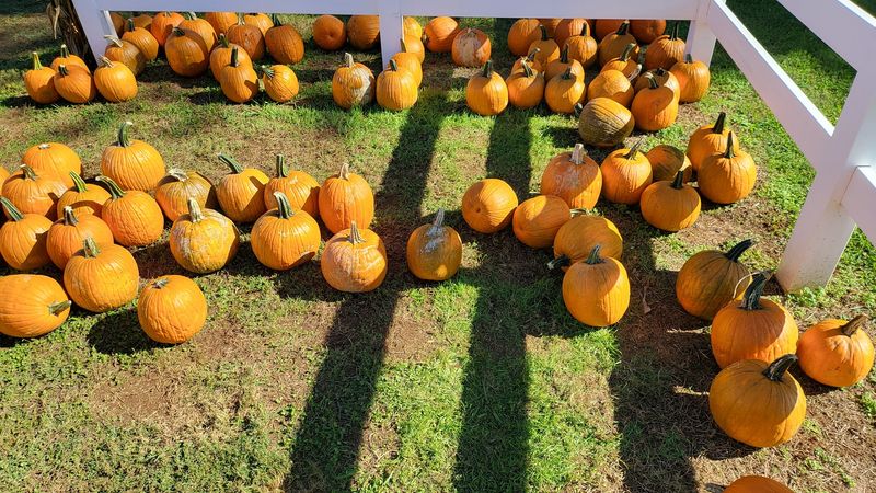 Grab A Seat On The Hay Wagon For Pumpkins With A View