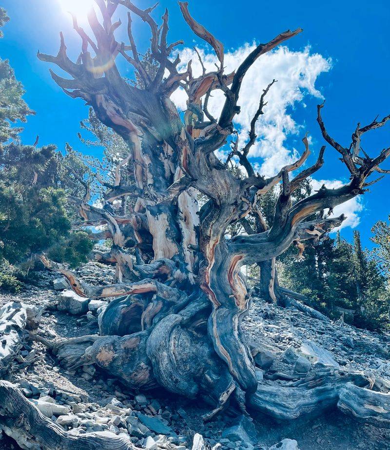 Trees That Were Old Before the Pyramids Were Finished