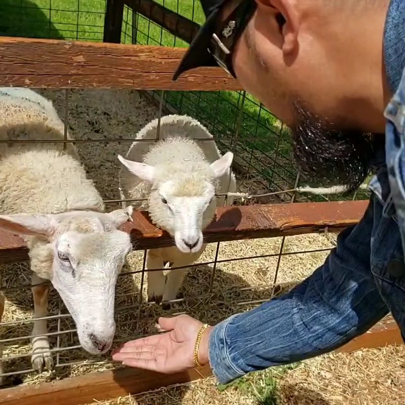 Goats, Sheep, And One Very Fancy Peacock