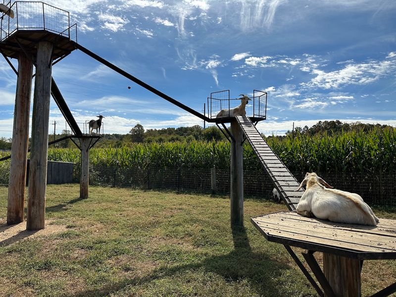 Goats That Climb Higher Than You Expect