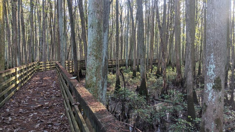 A Boardwalk That Seems To Float