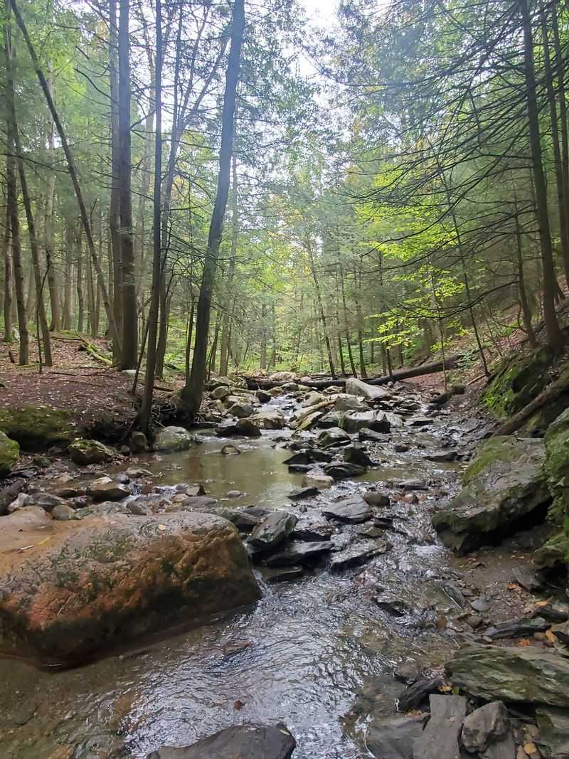 Follow The Brook's Happy Song