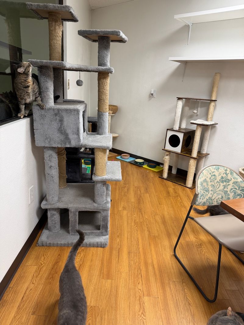 From Pet Food Bank To Purring Cafe: The PALnv Backstory