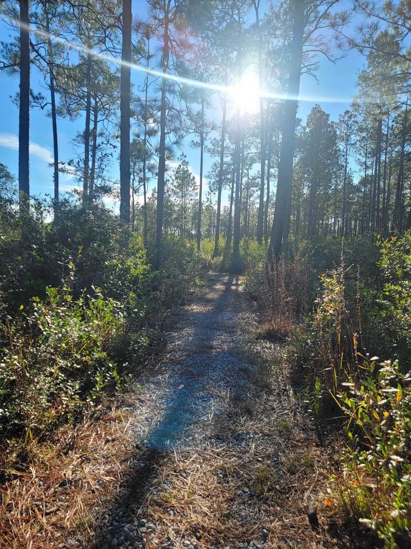 Where Hanshaw Road Meets The Woods