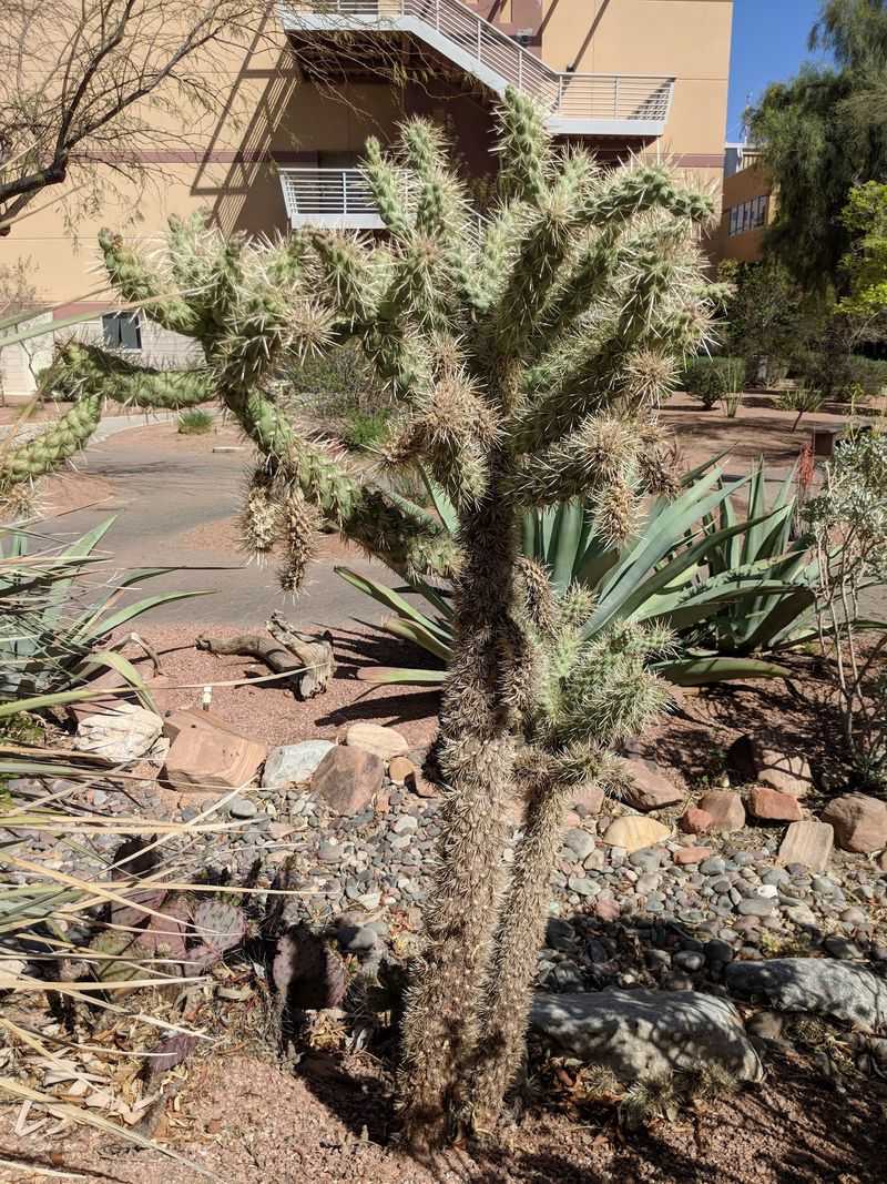 What Xeric Really Means For Desert Plants