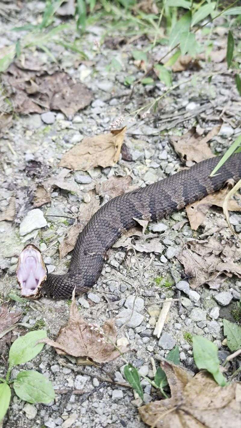 Cottonmouths, Copperheads, and Rattlesnakes