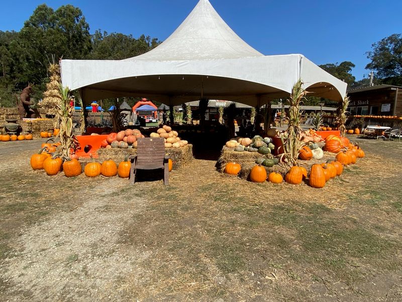 Picking The Perfect Pumpkin