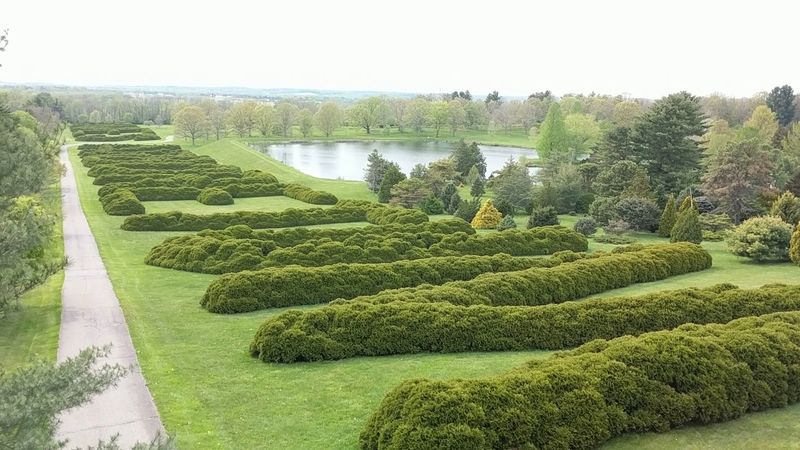 Why Beman Dawes Wrote His Name in Shrubs