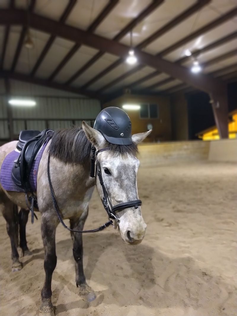 Barn Life in the Carson Valley