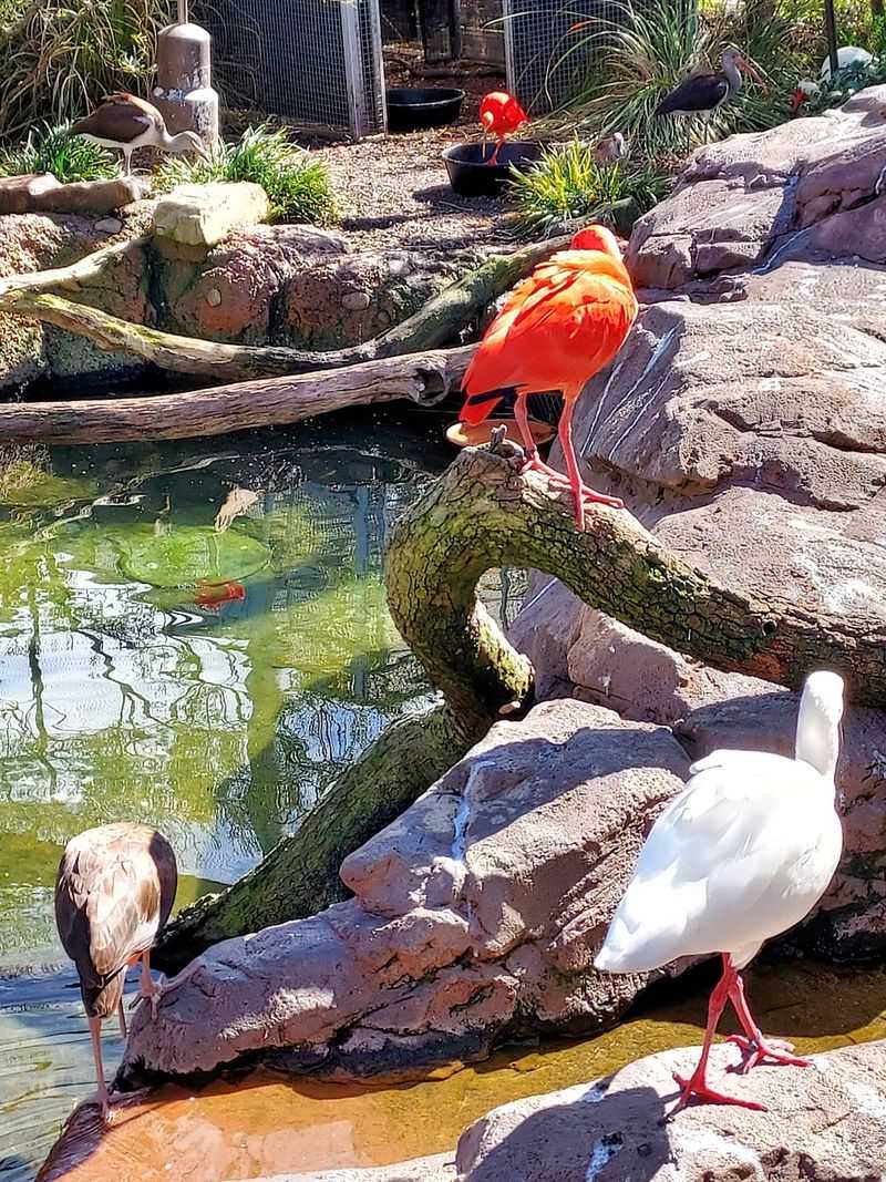 Walk-Through Aviary Full Of Color